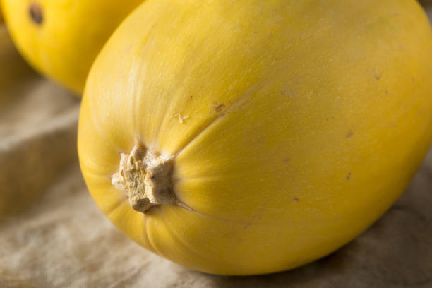 istock Raw Organic Yellow Spaghetti Winter Squash 1085443574