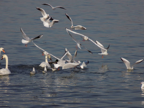 istock Gulls flew over water surface and looking for food 1085445692