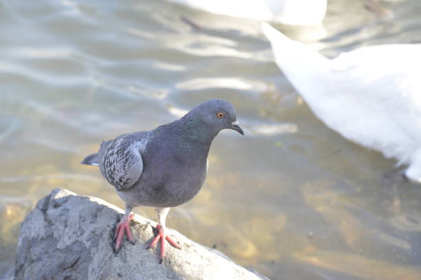 One dove stands on the rock by the water
