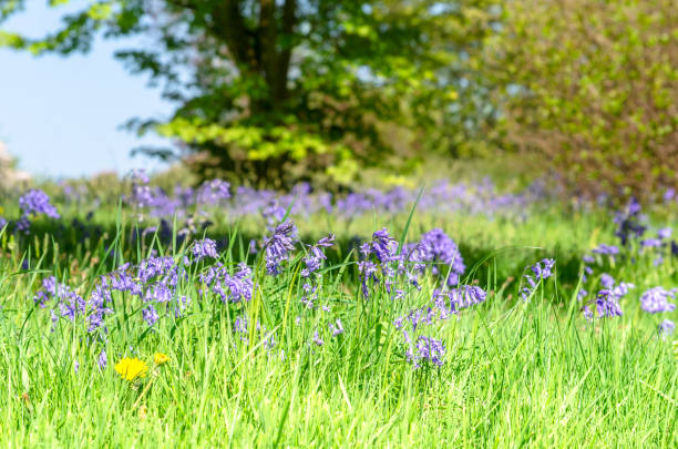 istock A field of bluebells in springtime 1085447998