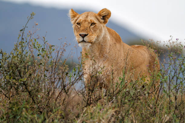 istock Lioness in the Masai Mara in Kenya 1085448092