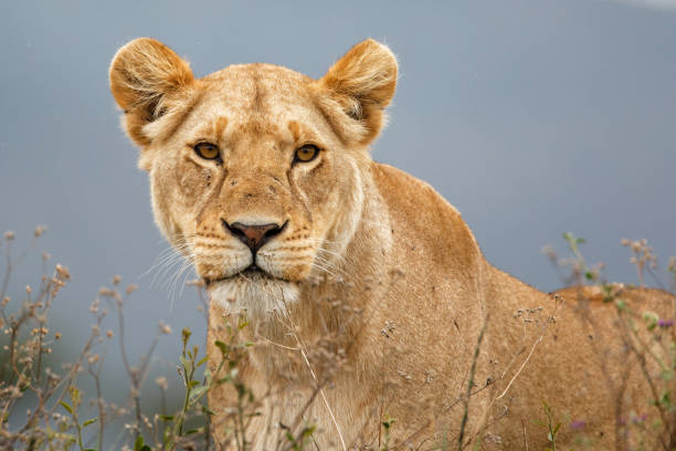 istock Lioness in the Masai Mara in Kenya 1085448098