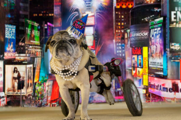 New Year's Eve Female Wheelchair Pug Dog New Year's Eve Female Wheelchair Pug Dog in Times Square times square new years eve stock pictures, royalty-free photos & images