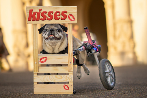 Female Wheelchair Pug Dog smiling in a kissing booth close up