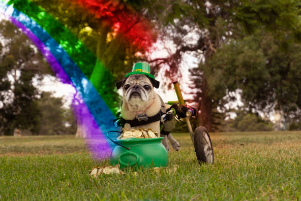 silla de ruedas femenina leprechaun pug - st patricks day dog irish culture leprechaun fotografías e imágenes de stock