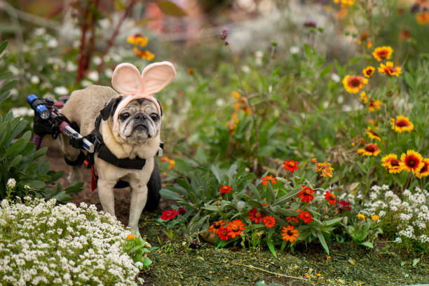istock Wheelchair Pug in bunny ears 2 1085456234