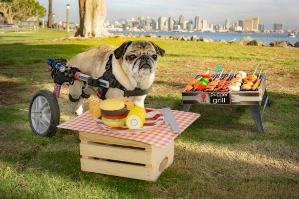 female wheelchair pug dog at a barbecue - harbor island imagens e fotografias de stock