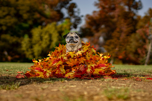September Pug Female Pug Dog In Fall Leaves Stock Photo - Download Image Now - Pug ...
