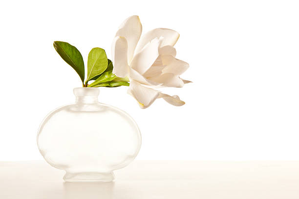 White Gardenia Blossom on Marble Table stock photo