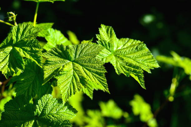 istock Green leaves background in sunny day 1085460714