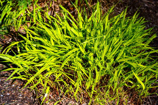 травяная лезвия в солнечный день - long leaf grass blade of grass стоковые фото и изображения