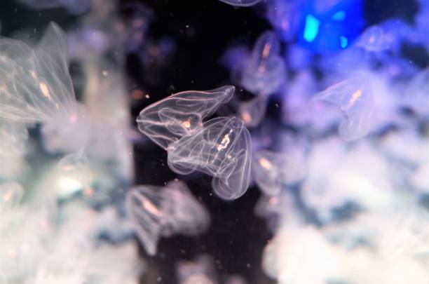 Jelly - Beautiful jellyfish clear and blue stock photo