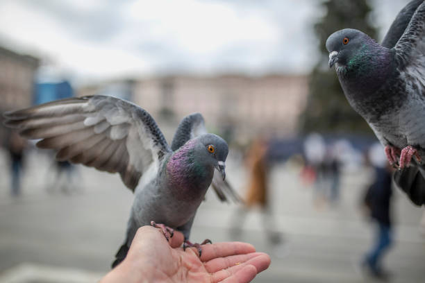 istock Young woman feeding pigeons 1085462574