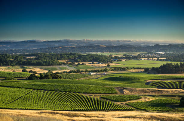 istock Vineyards in Sonoma County 1085468582