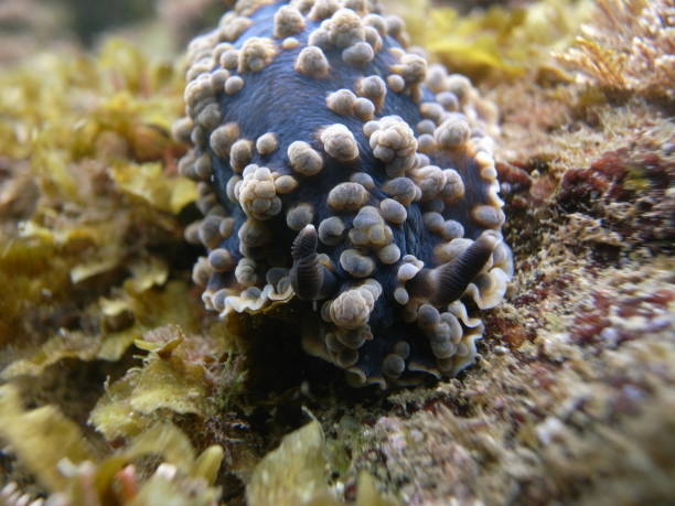 istock Nudibranch-Dendrodoris gunnamatta in Sydney, Australia 1085472474