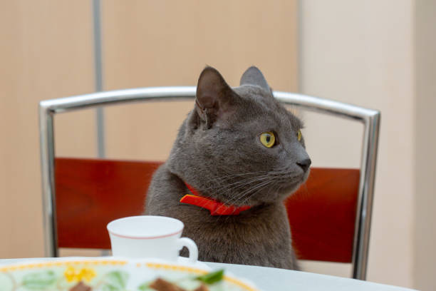 istock Cat coffee time - gray cat relaxing with his cup of coffee 1085481280