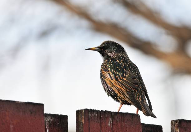 istock Bird on Wooden Fence 1085485988