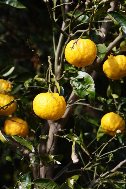 Yuzu orange fruits