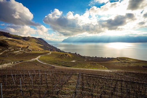 Lavaux Vineyard