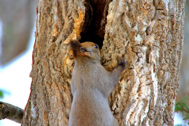 istock Hokkaido squirrel winter of Sapporo Park 1085489050
