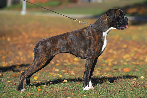 Brindle Boxer dog with natural ears and undocked tail standing outdoors on a leash in autumn