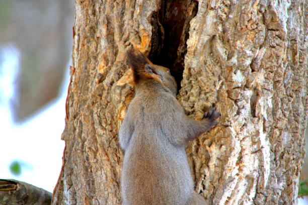 istock Hokkaido squirrel winter of Sapporo Park 1085489308