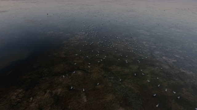 Huge flock of bird on lake in Işıklı Lake