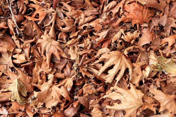 istock Dry leaves texture. Droughty background. Dried forest floor backdrop. 1085494406