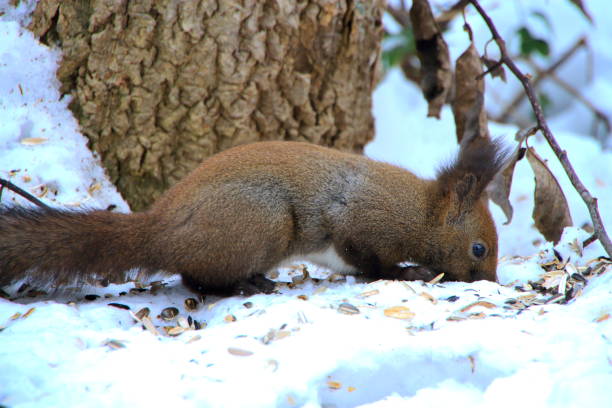 istock Hokkaido squirrel winter of Sapporo Park 1085494748