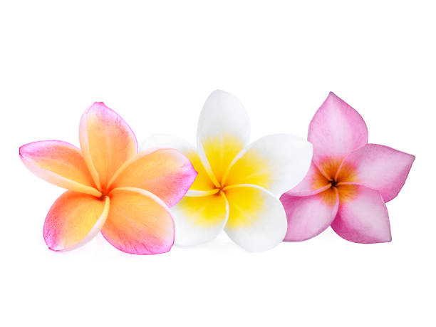 istock three frangipani flower or plumeria isolated on white background 1085495104