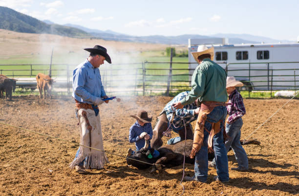 istock Cattle branding in Utah - USA 1085498812