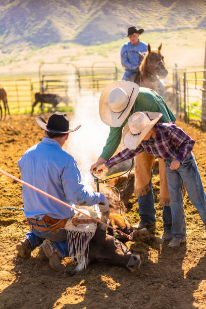 istock Cattle branding in Utah - USA 1085498846