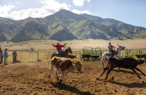 istock Roping cattle for branding in Utah 1085499930