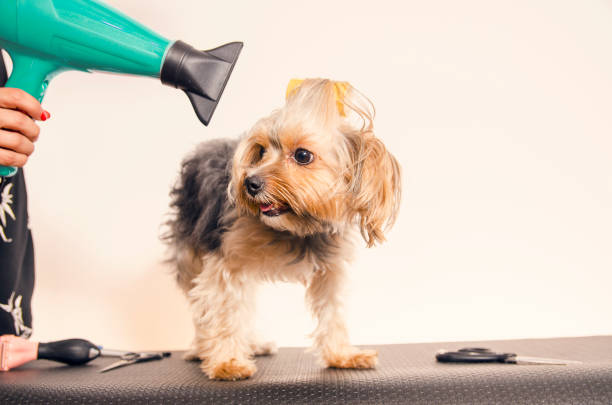 istock Cute Yorkie at dog groomer 1085500144
