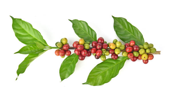 istock Fresh coffee beans isolated on white background 1085502572