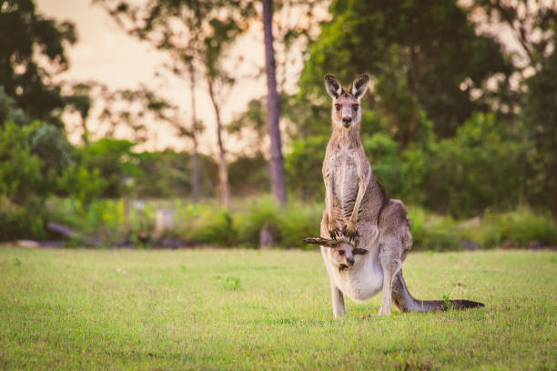 Wild kangaroo and her joey staring right at me Beautiful wild brown kangaroo stood in a field in New South Wales with her joey in her pouch cute baby animals in wild stock pictures, royalty-free photos & images