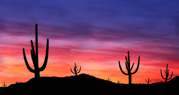 юго-западная пустыня - sonoran desert desert arizona saguaro cactus стоковые фото и изображения