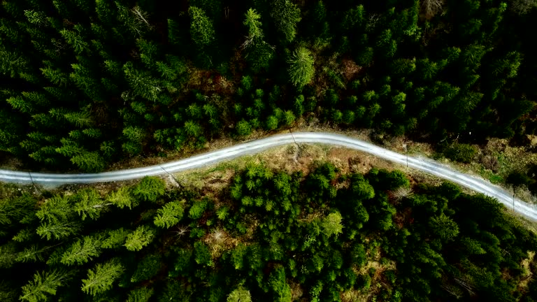 flying over the forest