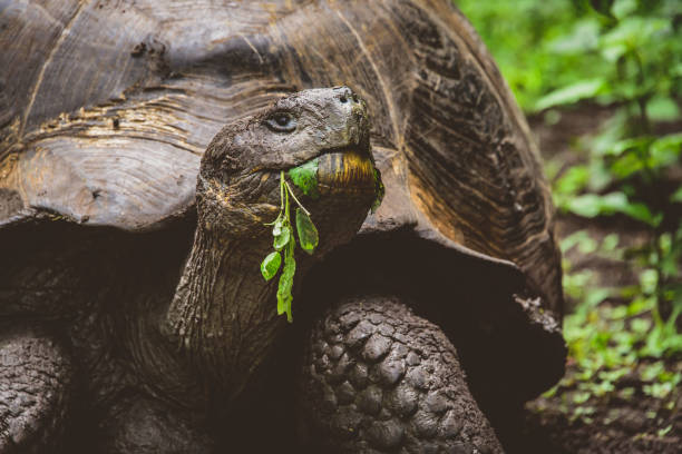 istock Giant Tortoise enjoying his salad, Galapagos 1085509866