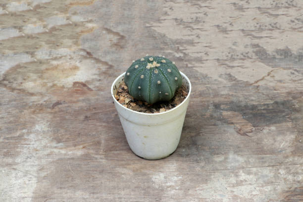 istock Mini cactus in the small pot on the wooden floor. (Top view) 1085512636