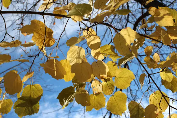 bright yellow autumn leaves on tree branches against a blue sky