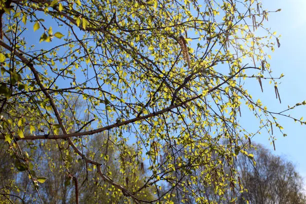 young tender green leaves bloom in the spring on birch branches in the forest