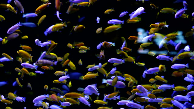4k Aquarium and Under Water Zoo