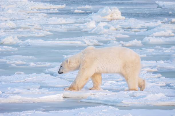 空腹大人男性シロクマ (ホッキョクグマ)、カナダ北部でオープン、不凍水の近くの薄い氷の上を歩きながら食品を探してを示す冬環境シーン。気候変動問題。 - unfrozen ストックフォトと画像