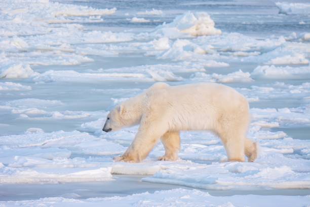 zimowa scena ekologiczna ukazująca głodnego dorosłego samca niedźwiedzia polarnego (ursus maritimus), szukającego pożywienia podczas spaceru po cienkim lodzie w pobliżu otwartej, niezamrożonej wody w północnej kanadzie. zmiany klimatu. - polar bear global warming ice bear zdjęcia i obrazy z banku zdjęć