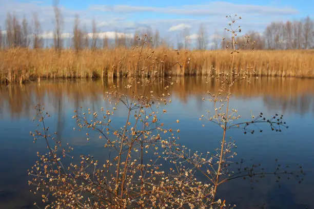 autumn landscape forest overgrown lake on a Sunny day