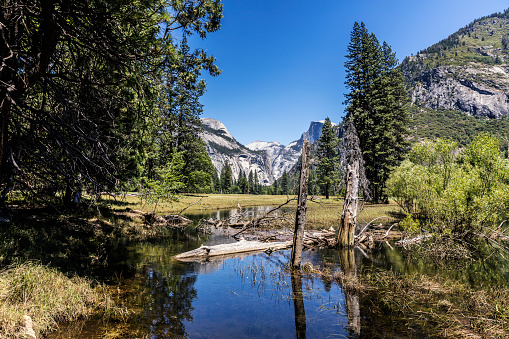 Scenic summer view along the Merced River in the Yosemite Valley, Yosemite National Park, California, USA. The iconic flat face of Half Dome rock rises across the meadow and high above the valley in the center right background.