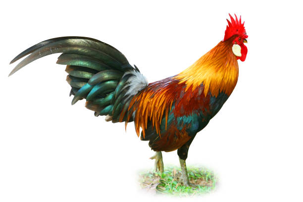 istock Isolated chicken studio shot with clipping path on white 1085533510