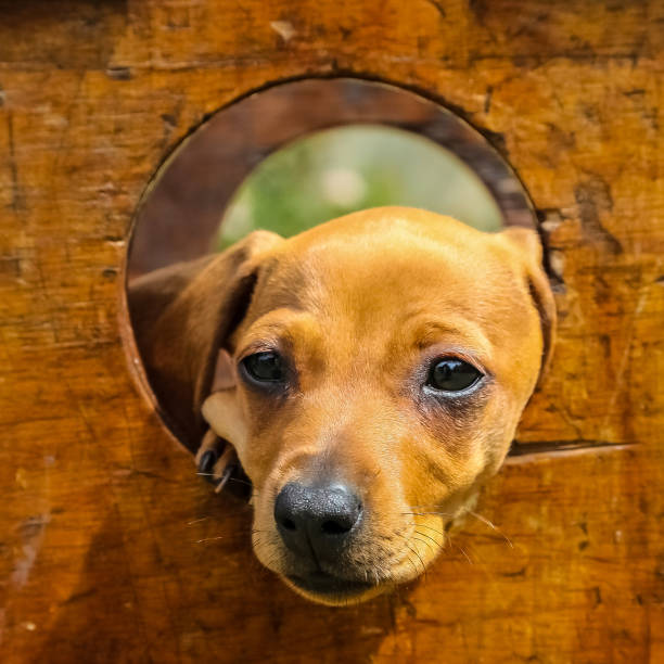 Close up of a Cute brown puppy poking its face through a hole in a wooden box