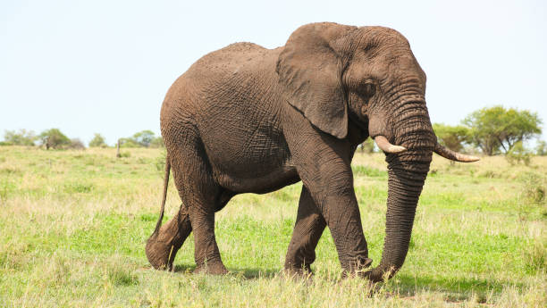 istock African Elephant in a South African game reserve 1085535696